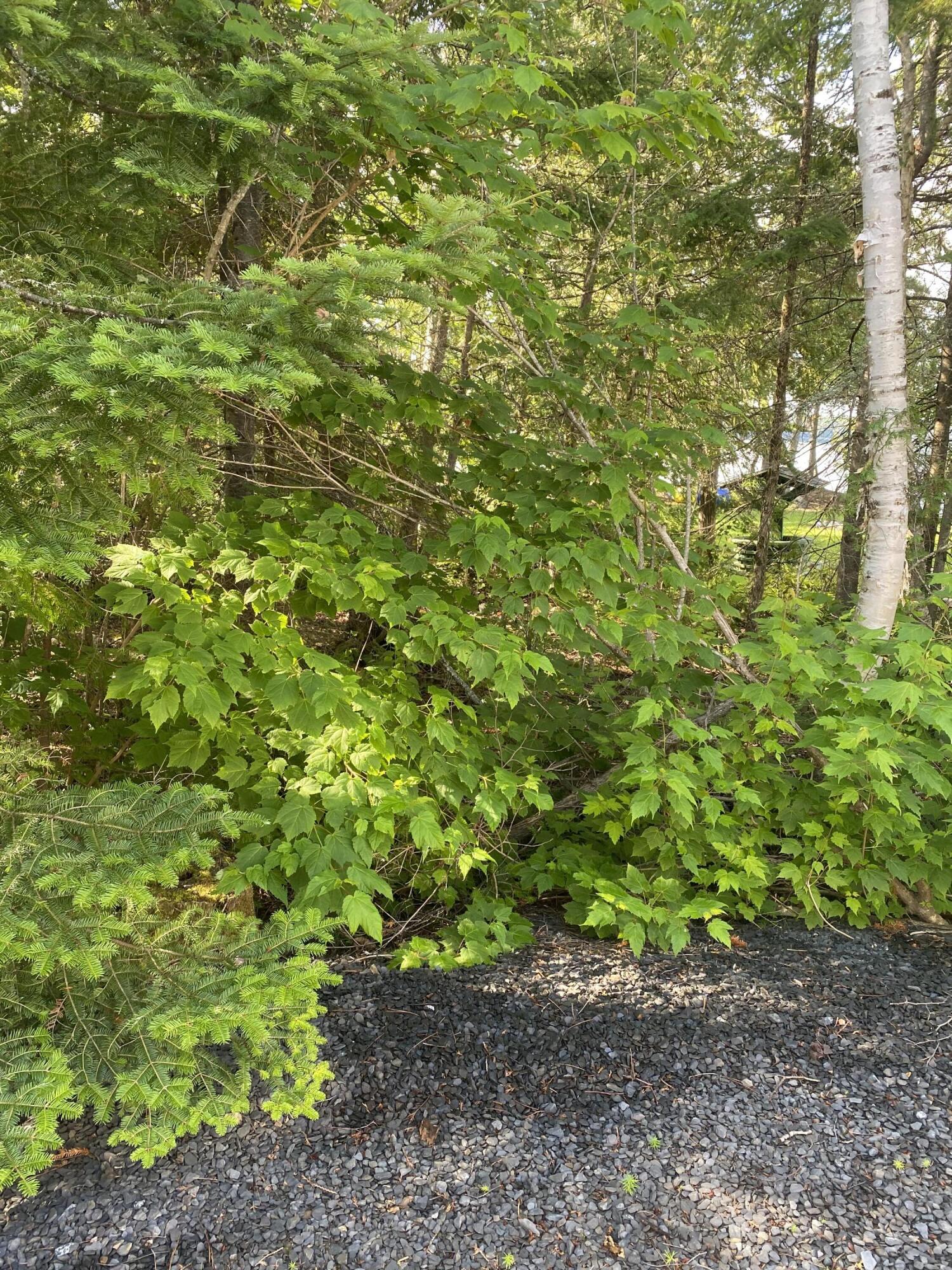 310 Sinclair Road Sinclair, ME 04779 - Photo 14 of 58 IMG_6293