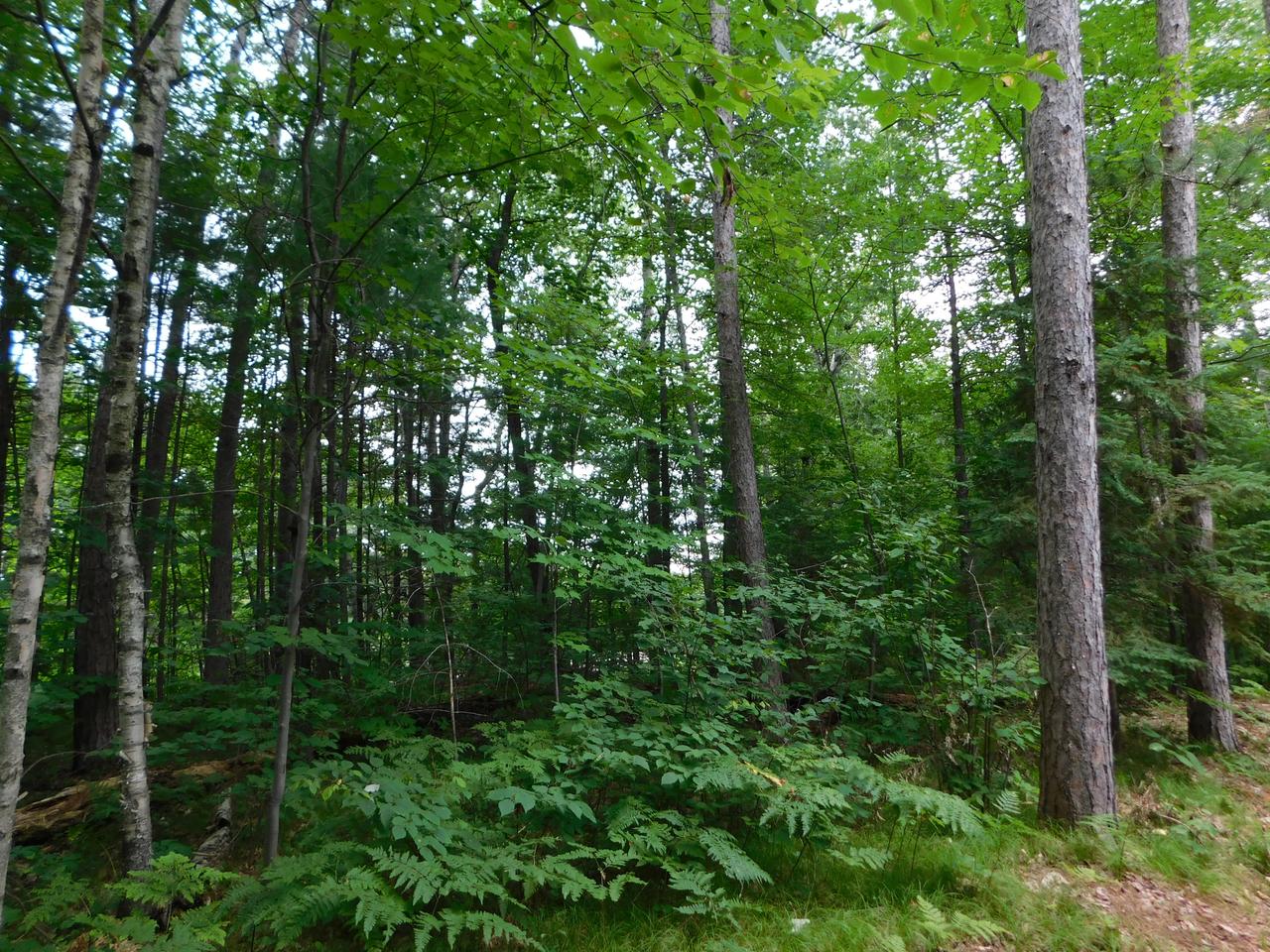N11697 Cottage Road Tomahawk, WI 54487 - Photo 20 of 22 Gallery Image 20