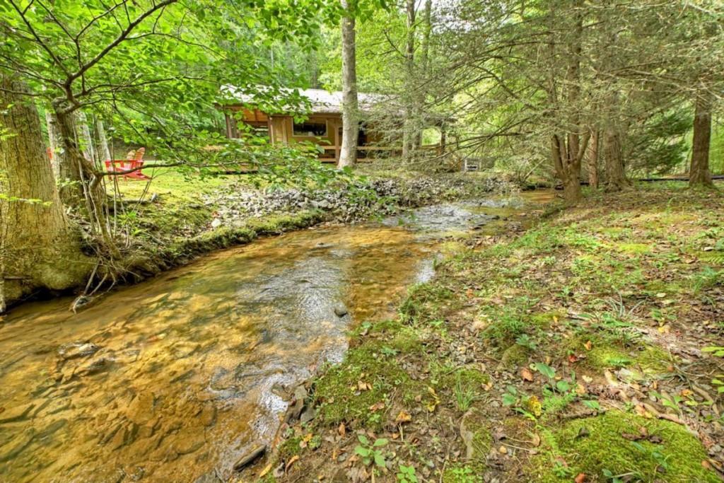a view of a yard with plants and large trees