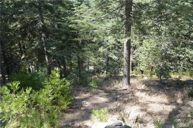 a view of a forest with trees