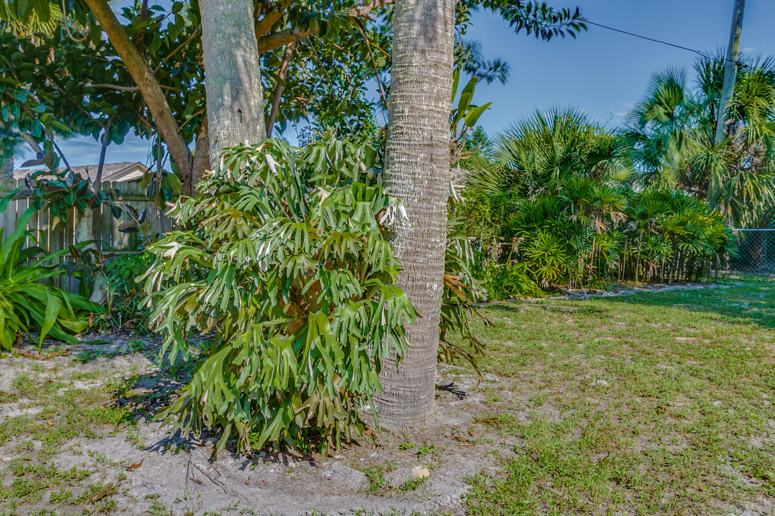 3620 Laurette Road Merritt Island, FL 32952 - Photo 38 of 39 Palm Trees in Back Yard