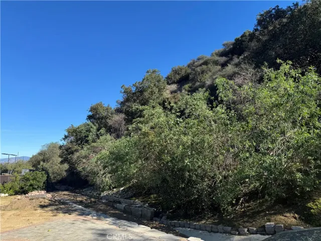 a view of a tree with a yard