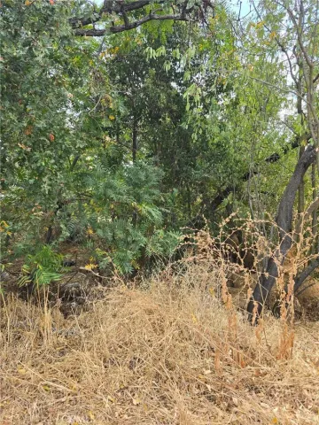 a view of a yard with a tree
