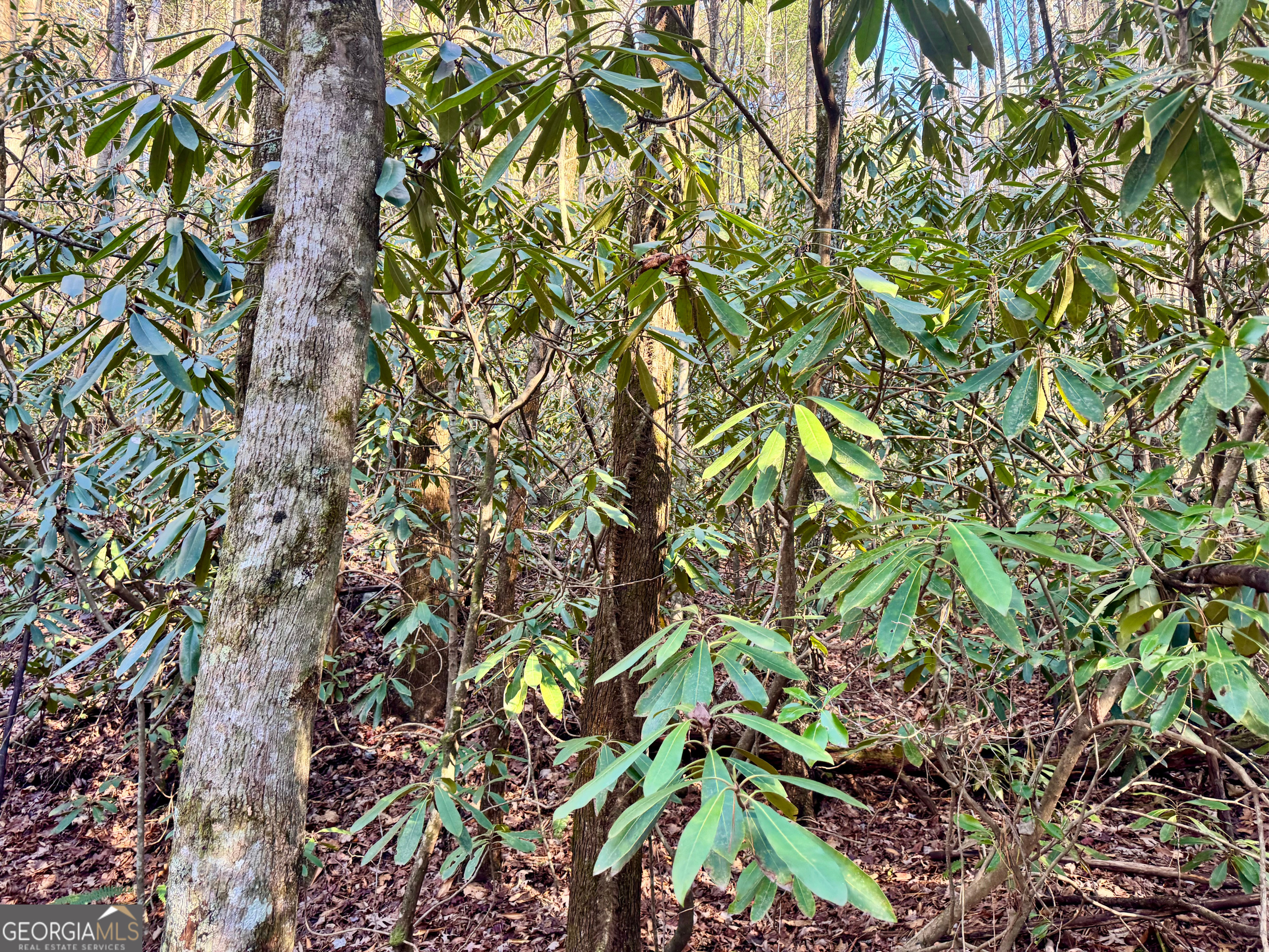 0 Mule Branch Road Helen, GA 30545 - Photo 14 of 17