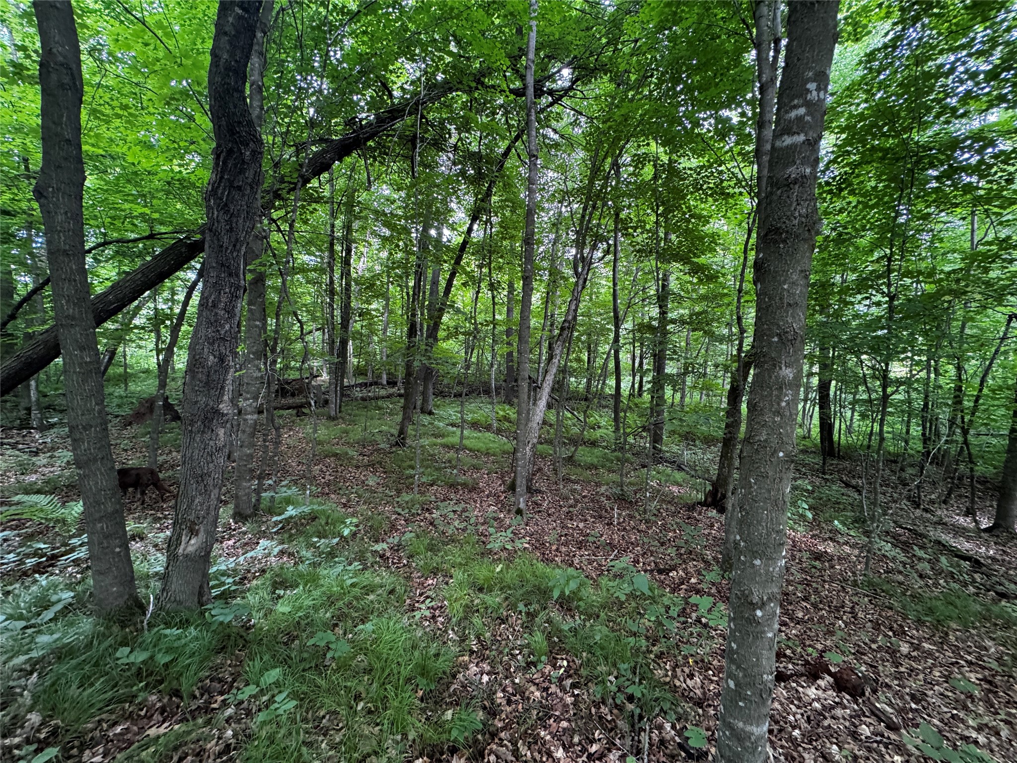 0 235th Avenue Cumberland, WI 54829 - Photo 29 of 30