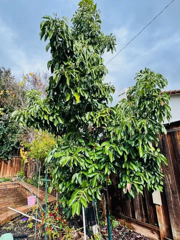 a front view of a house with garden and trees