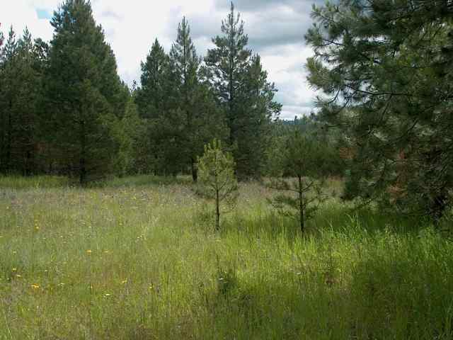 13315 East Frideger Road Elk, WA 99009 - Photo 2 of 7