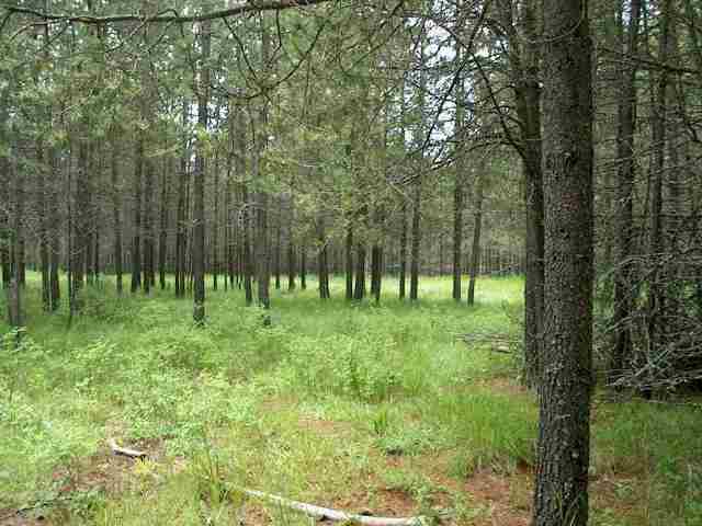 13315 East Frideger Road Elk, WA 99009 - Photo 3 of 7