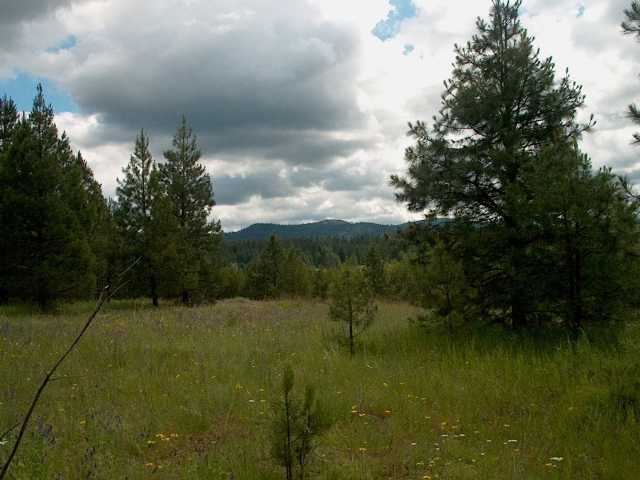 13315 East Frideger Road Elk, WA 99009 - Photo 7 of 7