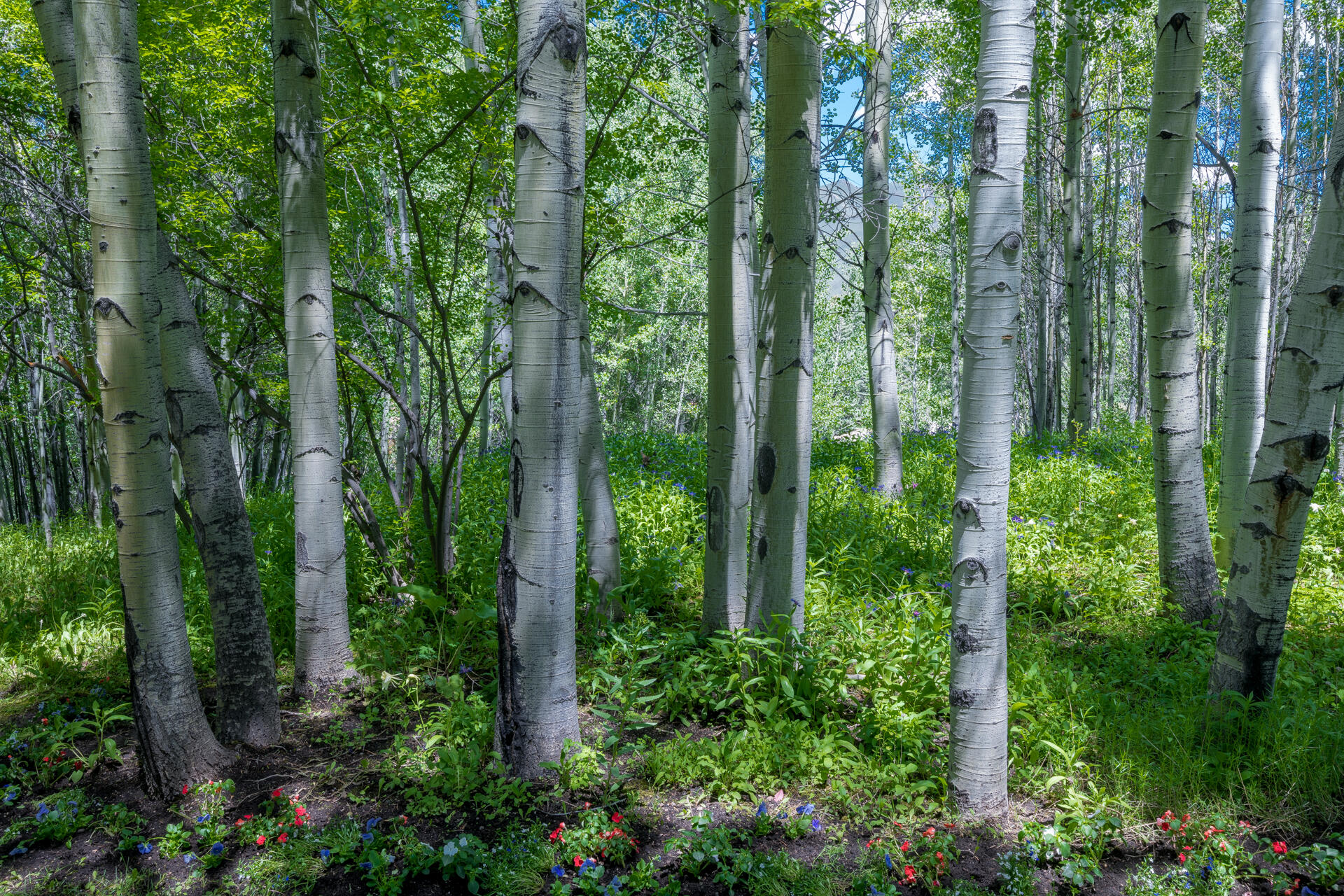 204 Big Wells Road Sun Valley, ID 83353 - Photo 7 of 10 Your own personal forest