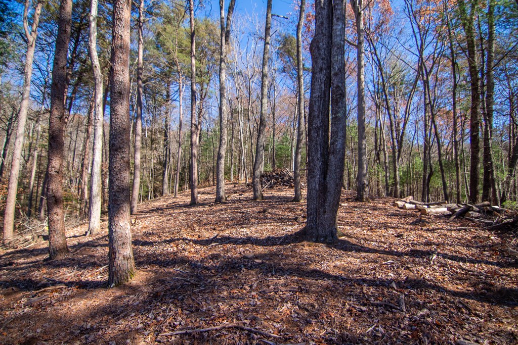 2 A Clay's Way Cherry Log, GA 30522 - Photo 11 of 14 a view of a forest filled with trees