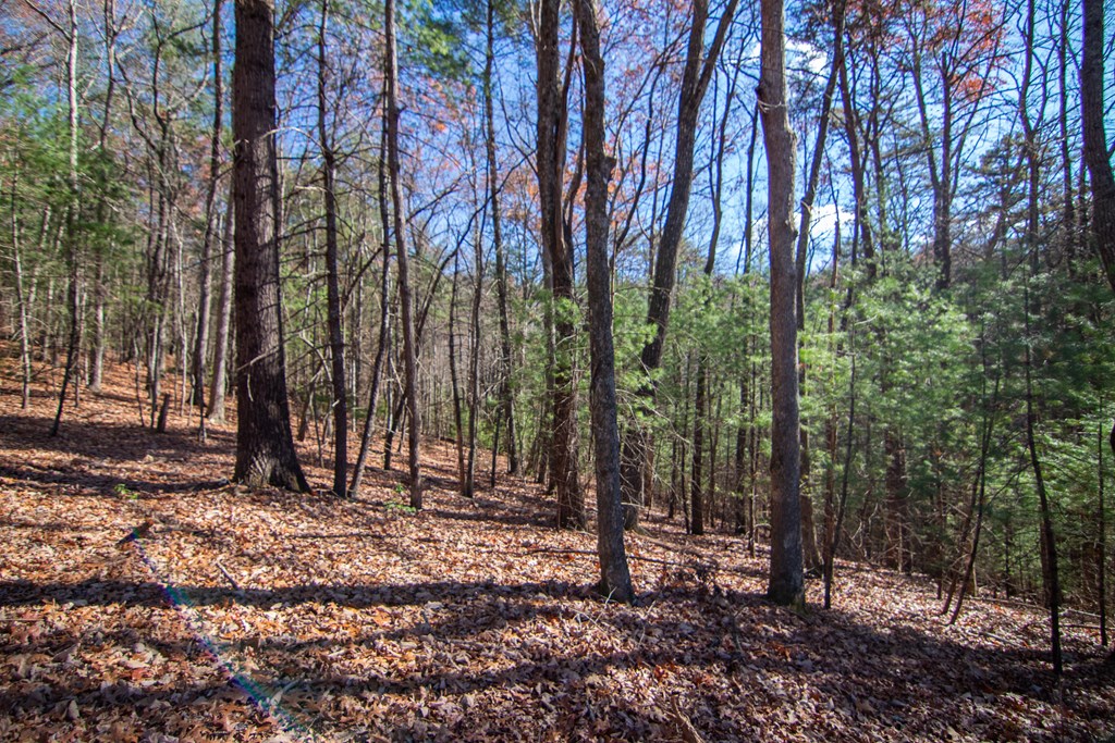 2 A Clay's Way Cherry Log, GA 30522 - Photo 7 of 14 a view of outdoor space with lots of trees