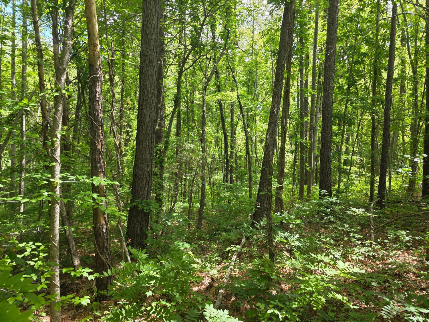 0 Holiday Lake Road Appomattox, VA 24522 - Photo 2 of 12 a view of yard