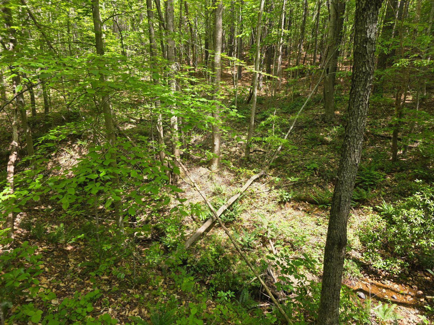 0 Holiday Lake Road Appomattox, VA 24522 - Photo 4 of 12 a view of a yard from a tree