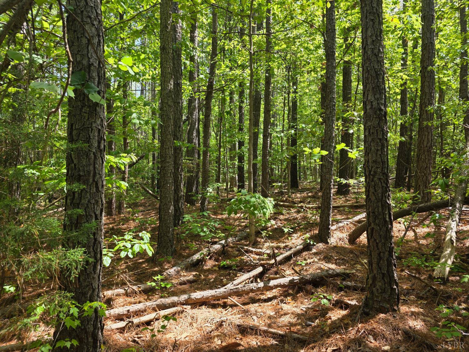 0 Holiday Lake Road Appomattox, VA 24522 - Photo 8 of 12 a view of forest