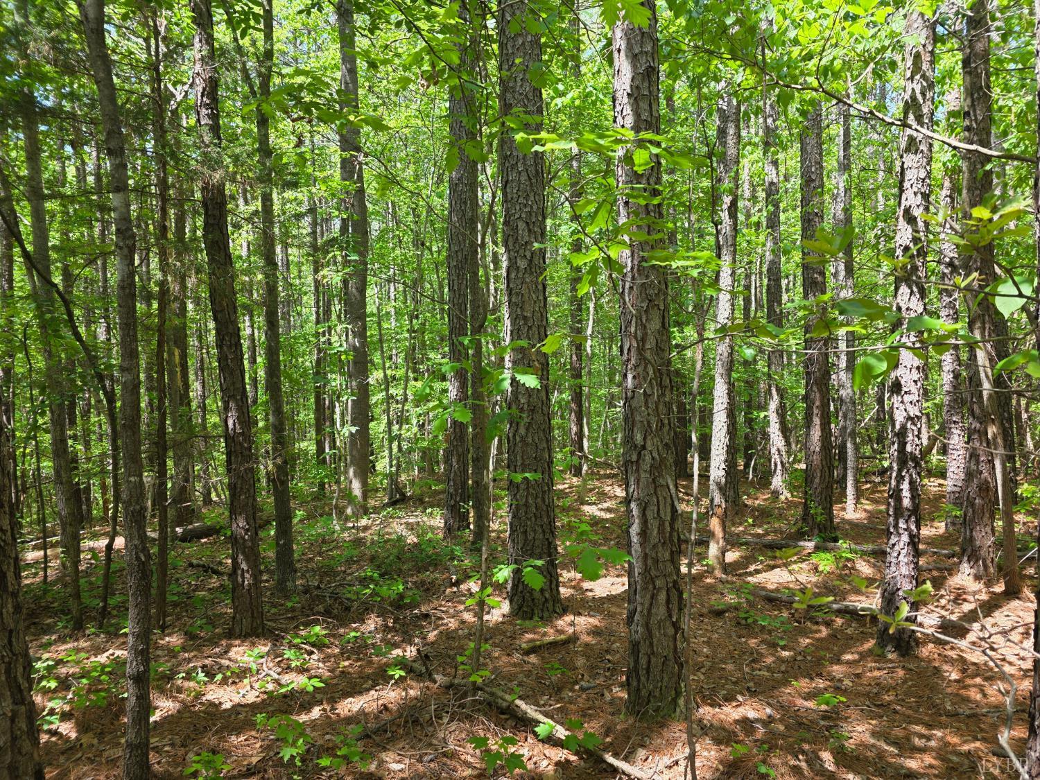 0 Holiday Lake Road Appomattox, VA 24522 - Photo 9 of 12 a backyard of a house with lots of green space