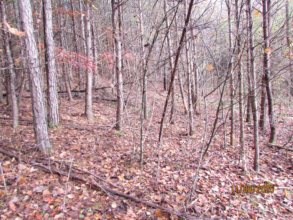 6 Wikle Road Hayesville, NC 28904 - Photo 10 of 19 Gallery Image 10
