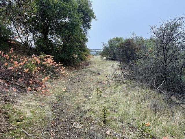 105 Silverline Road Morgan Hill, CA 95037 - Photo 4 of 34 a view of a forest with trees in the background