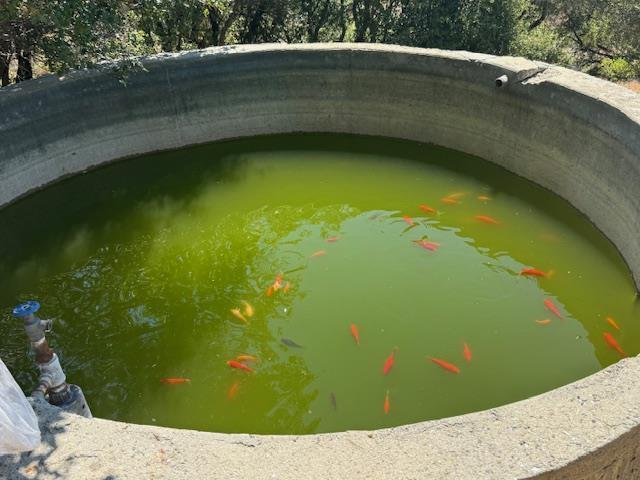 105 Silverline Road Morgan Hill, CA 95037 - Photo 6 of 34 a view of a swimming pool with an outdoor space