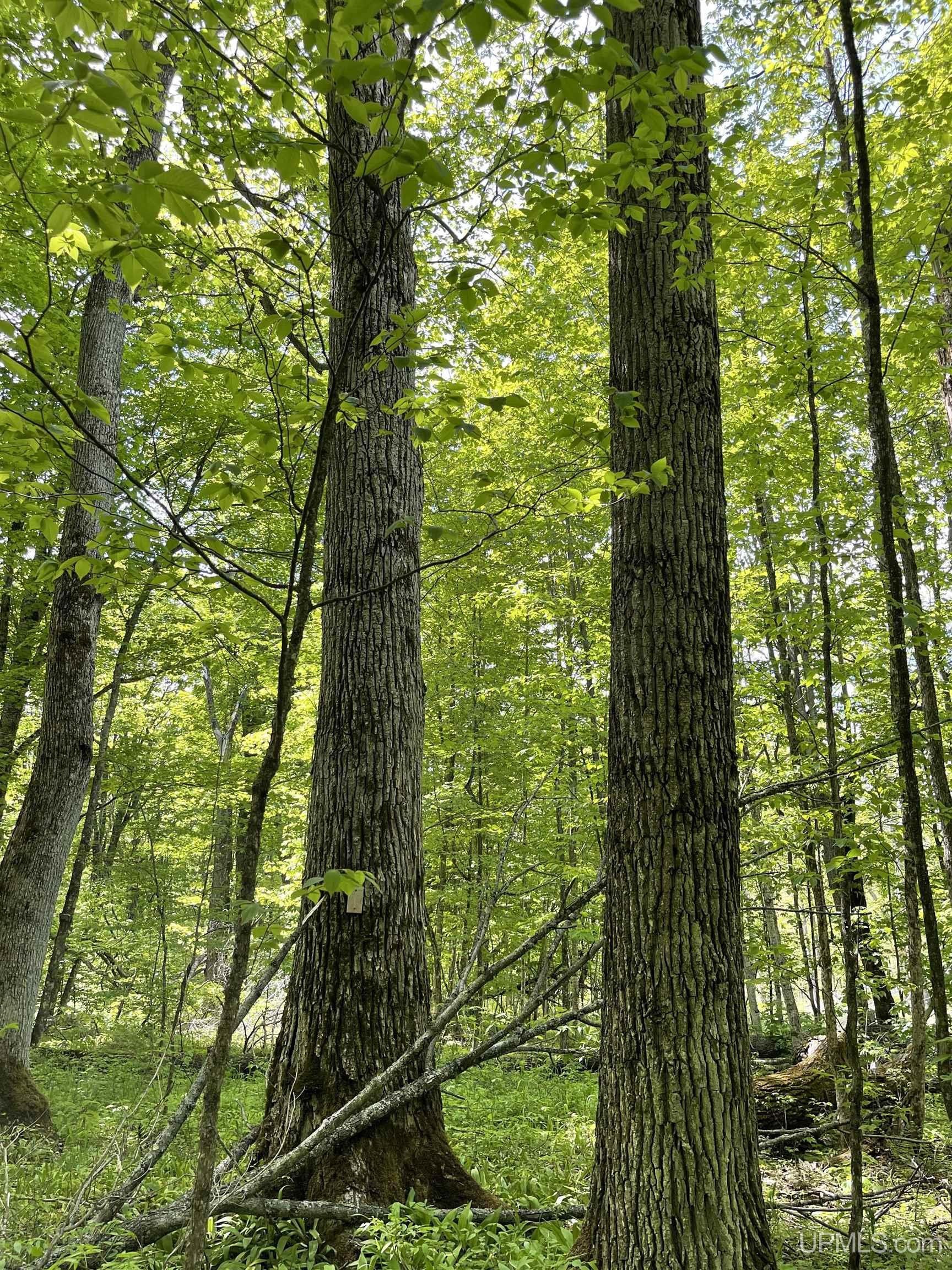 Tbd Tbd Banking Ground Road Germfask, MI 49836 - Photo 20 of 36