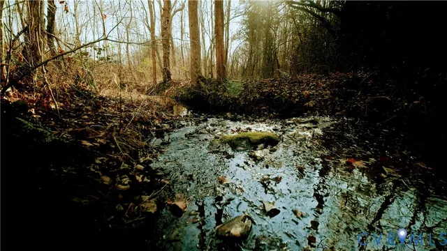 a bunch of trees and bushes