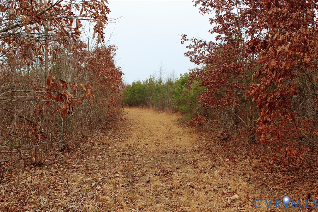 0 Cartersville Road New Canton, VA 23123 - Photo 17 of 49 a view of a yard with a tree