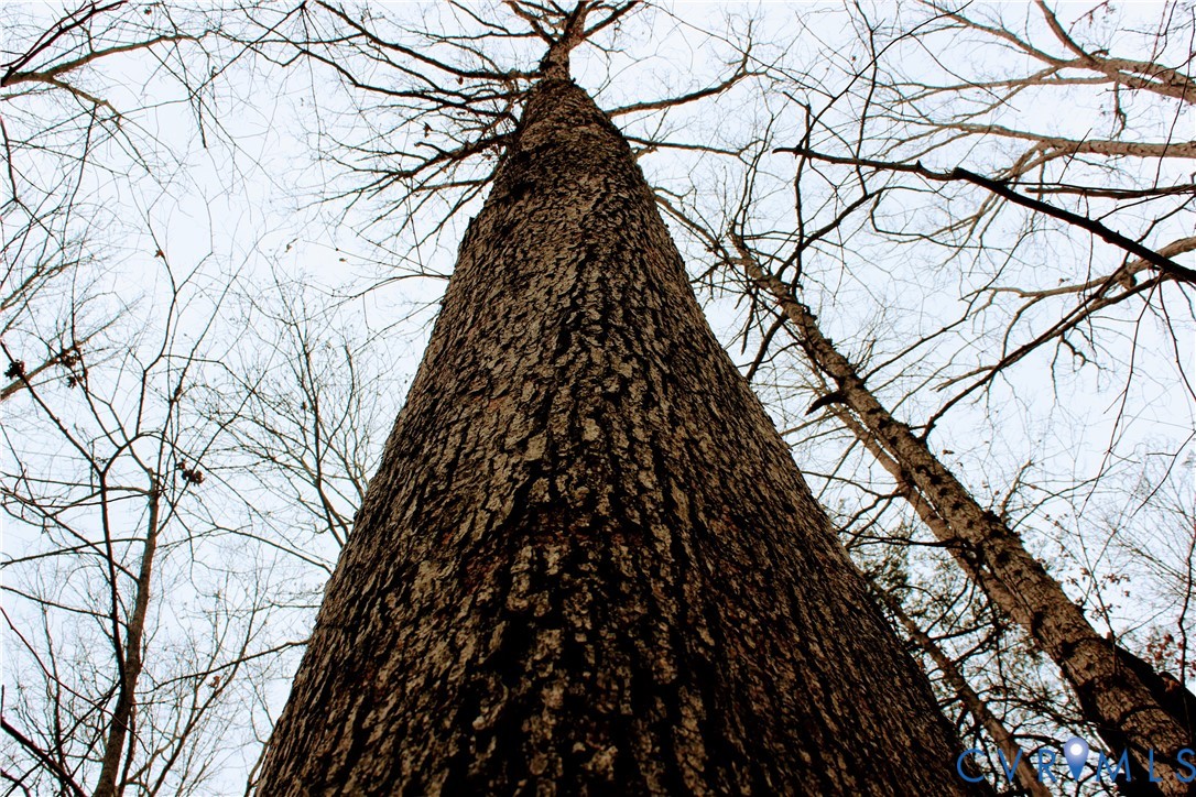 0 Cartersville Road New Canton, VA 23123 - Photo 20 of 49 a backyard of a house