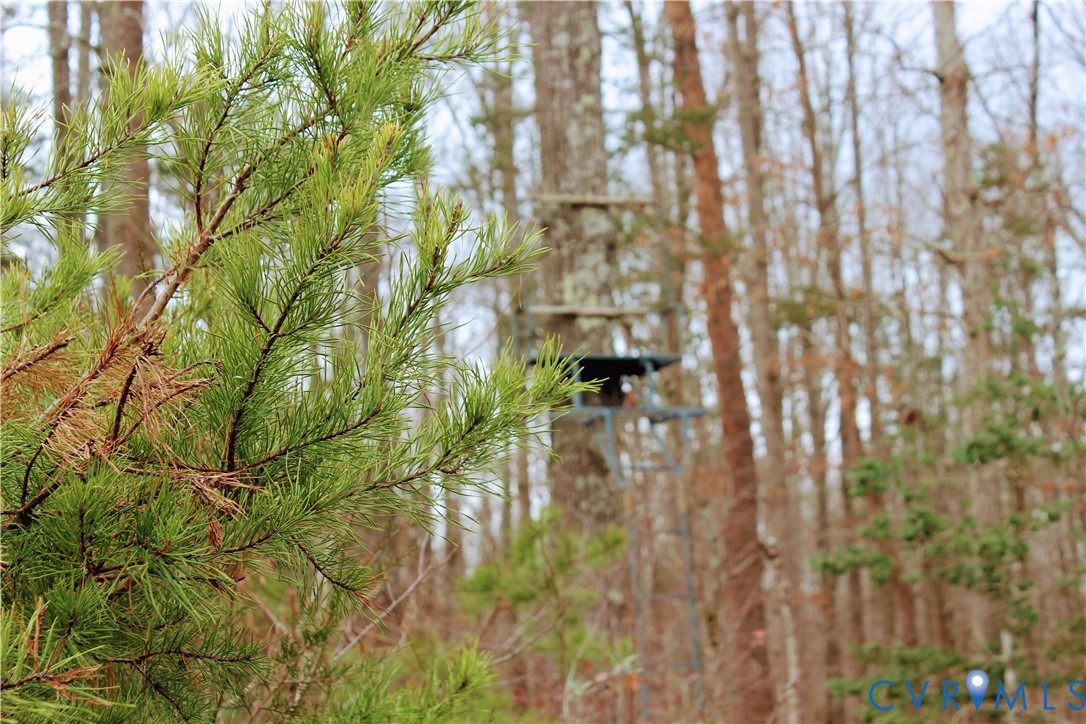 0 Cartersville Road New Canton, VA 23123 - Photo 34 of 49 a close up of a plant in a garden