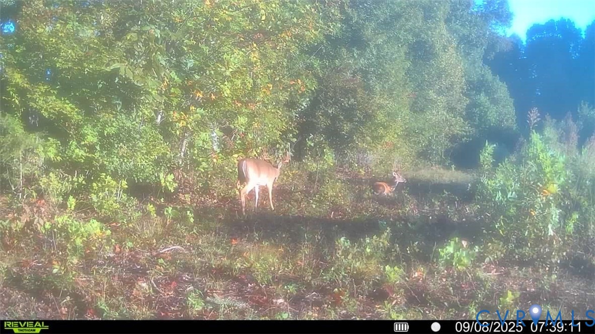 0 Cartersville Road New Canton, VA 23123 - Photo 38 of 49 a view of back yard