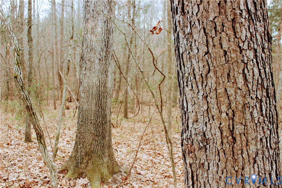 0 Cartersville Road New Canton, VA 23123 - Photo 44 of 49 a bathroom with a shower curtain