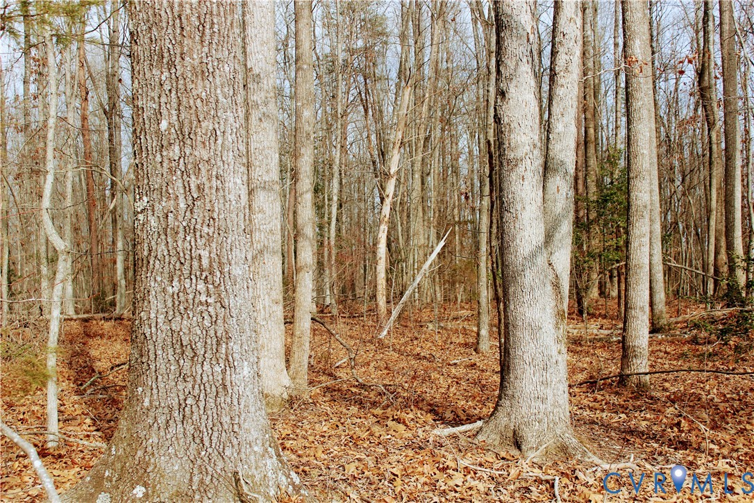 0 Cartersville Road New Canton, VA 23123 - Photo 8 of 49 a bathroom with a shower