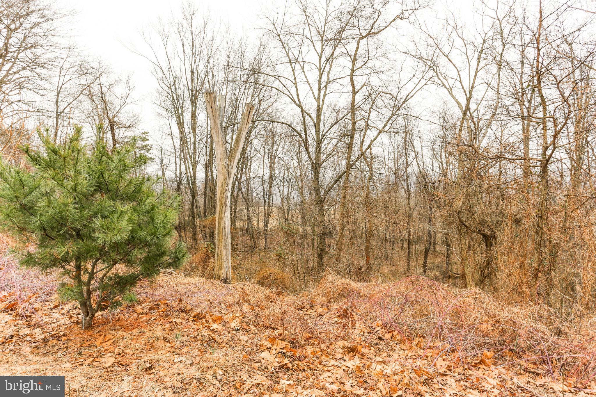 667 South River Road Halifax, PA 17032 - Photo 67 of 82 Land