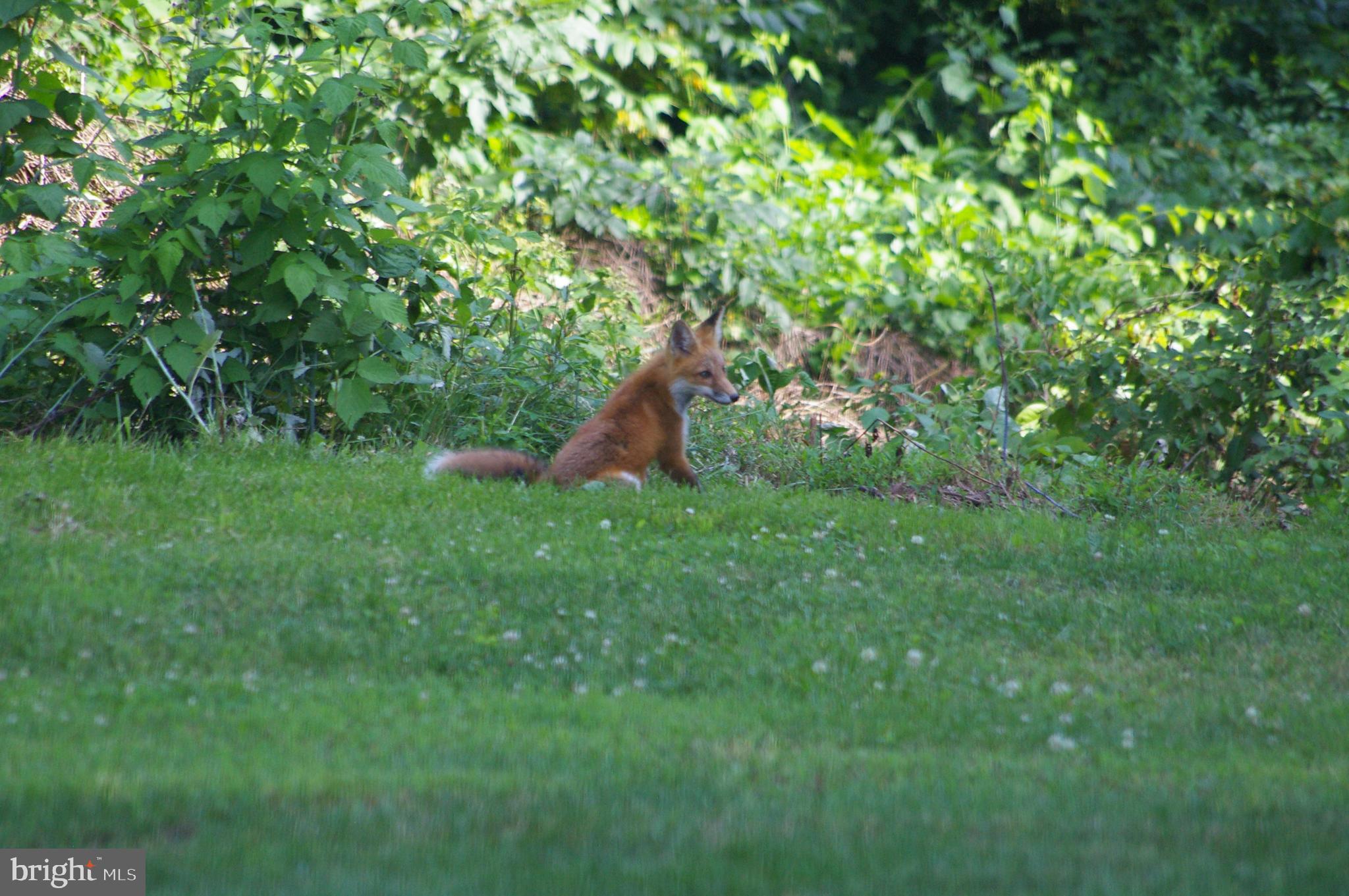 667 South River Road Halifax, PA 17032 - Photo 80 of 82 View of wildlife