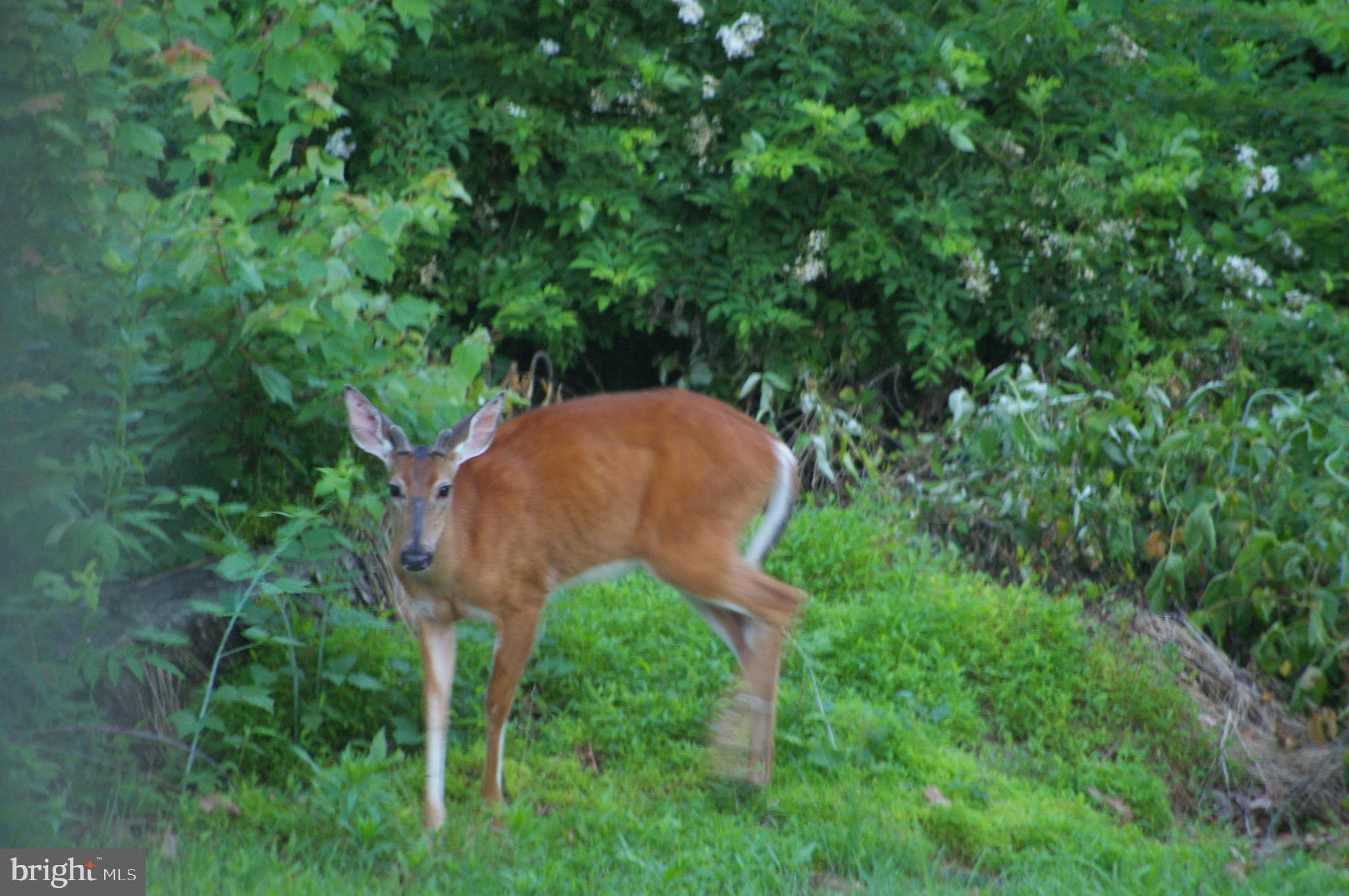 667 South River Road Halifax, PA 17032 - Photo 81 of 82 View of wildlife