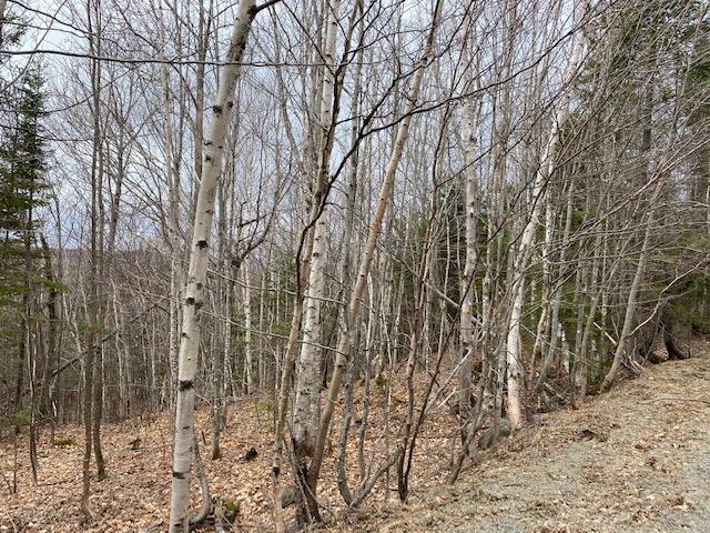 Lot 25 Pauls Path Sandy River Plt, ME 04970 - Photo 3 of 12 IMG_0170