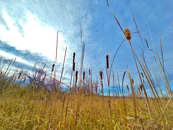 $24,900 | 4.89-acres At North Galvin Avenue, Marshfield, WI 54449