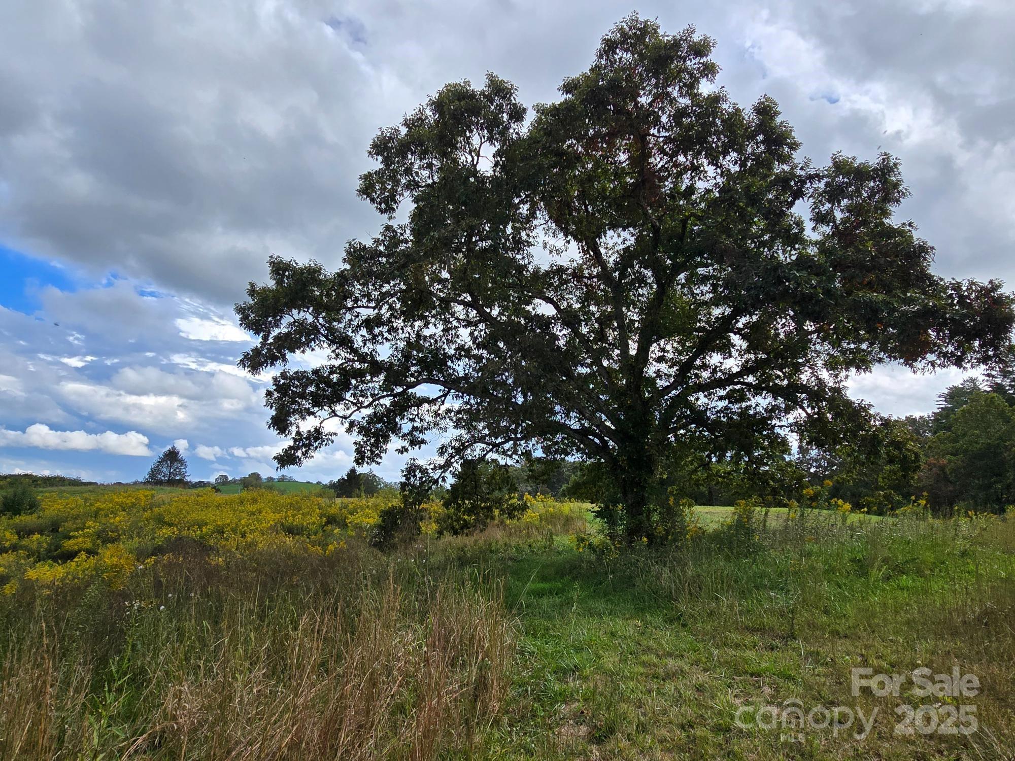 a view of lake from yard