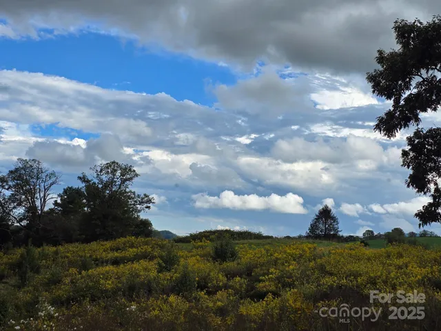 a view of a forest with a tree