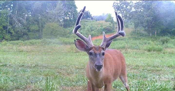 128 Cook Lane Mills River, NC 28759 - Photo 7 of 44