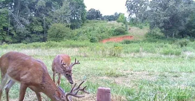 a backyard of a house with lots of green space and plants