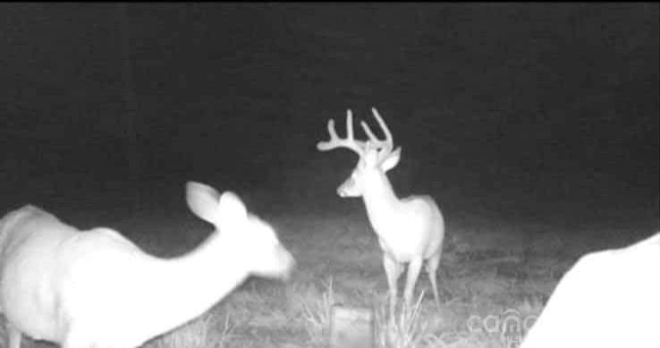 128 Cook Lane Mills River, NC 28759 - Photo 9 of 44