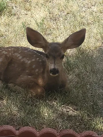 a view of outdoor space and garden