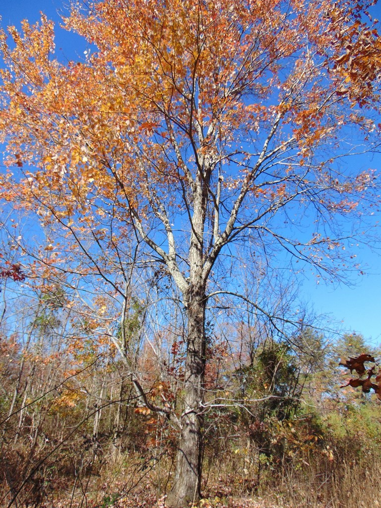 0 Raccoon Ridge Road Spring City, TN 37381 - Photo 16 of 70