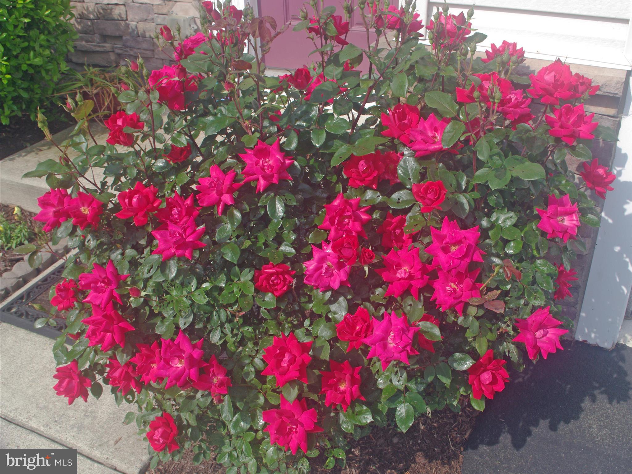 159 Bobbys Branch Road Millsboro, DE 19966 - Photo 36 of 43 Seller's Photo