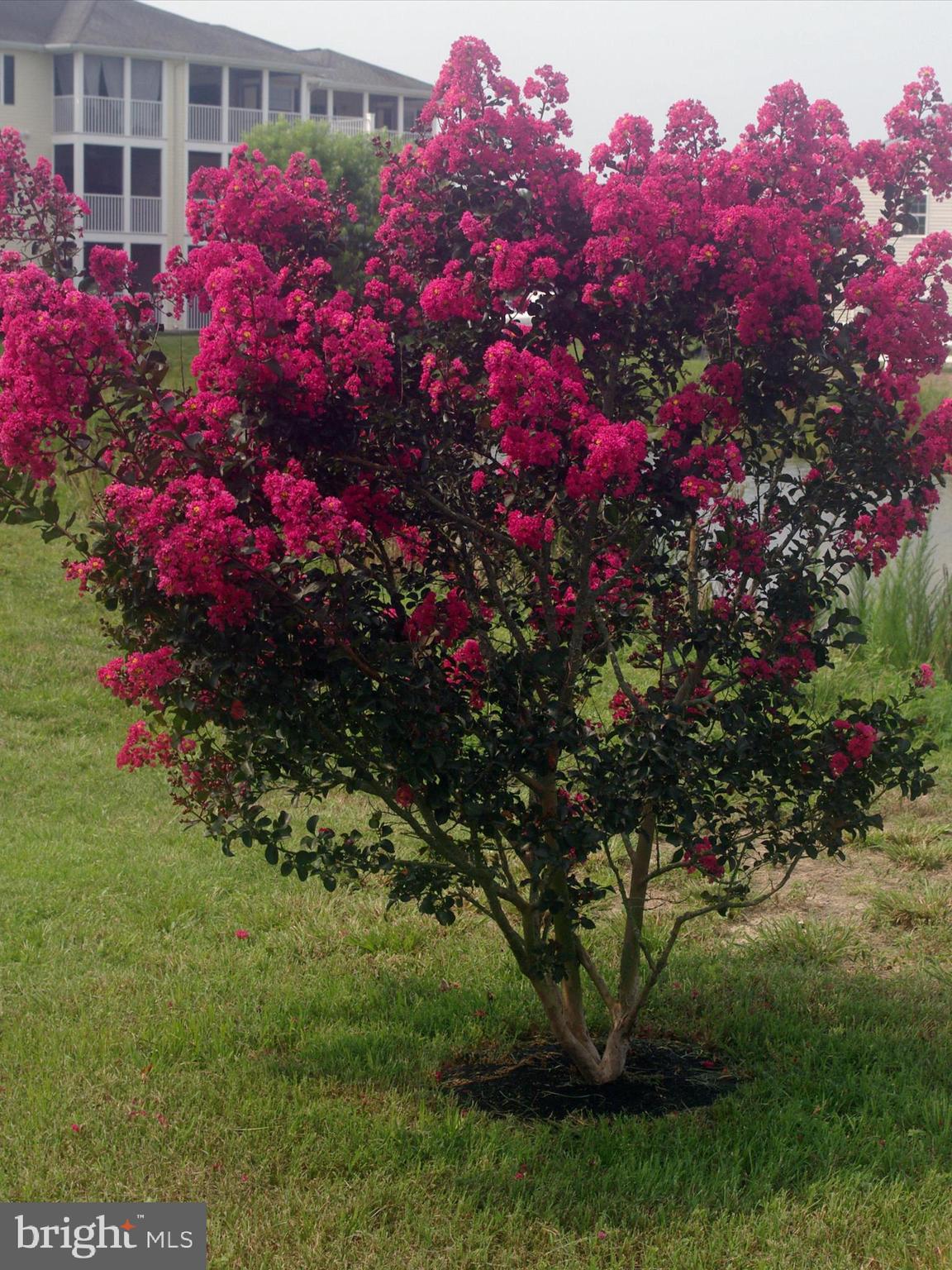 159 Bobbys Branch Road Millsboro, DE 19966 - Photo 37 of 43 Seller's Photo