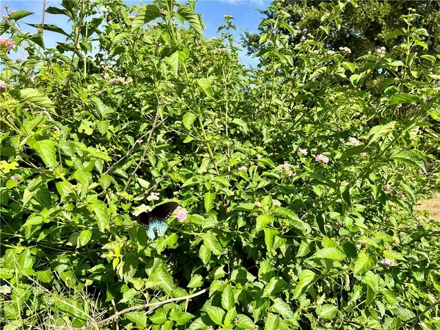 $499,000 | 22.289-acres River Road, College Station, TX 77845