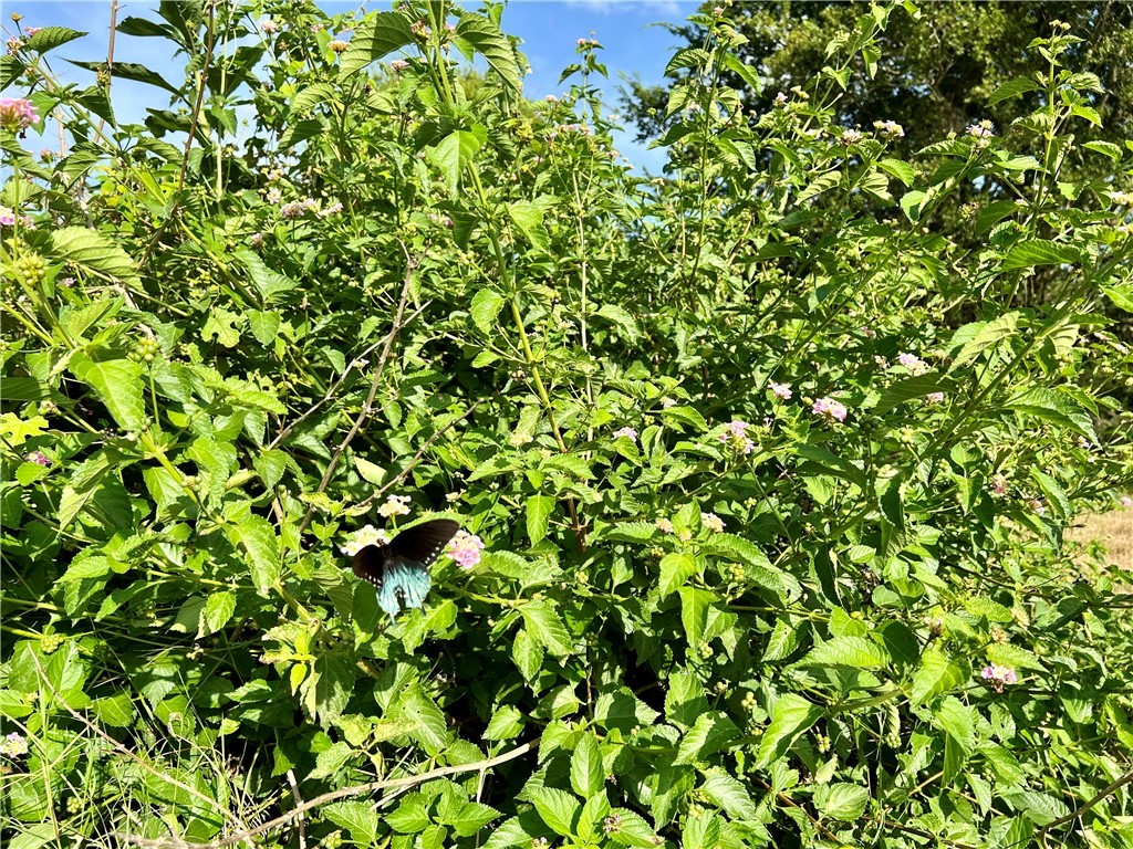 22.289-acres River Road College Station, TX 77845 - Photo 23 of 24 Butterfly on property