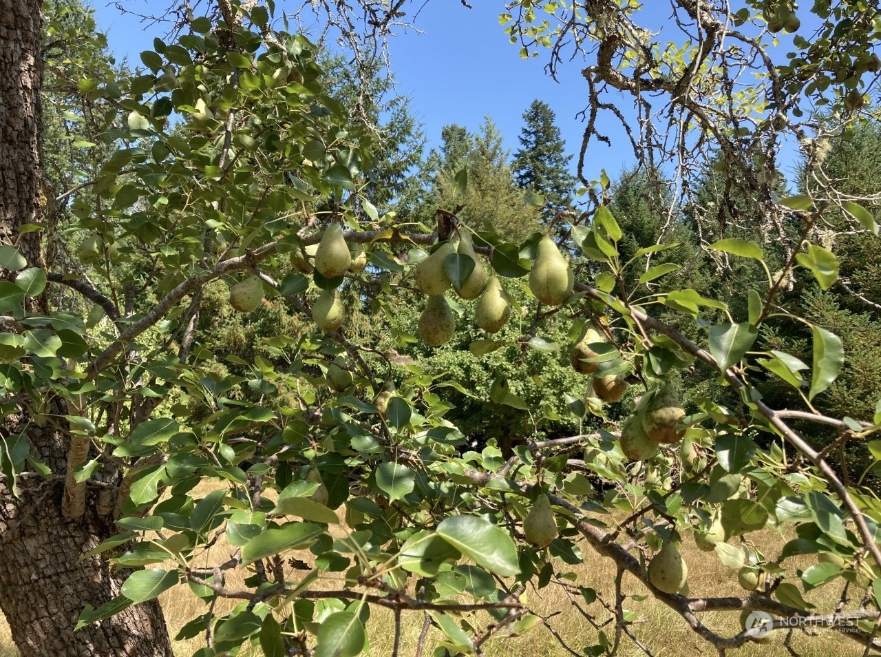 0 Borgeson Road Quilcene, WA 98376 - Photo 13 of 16 Gallery Image 13