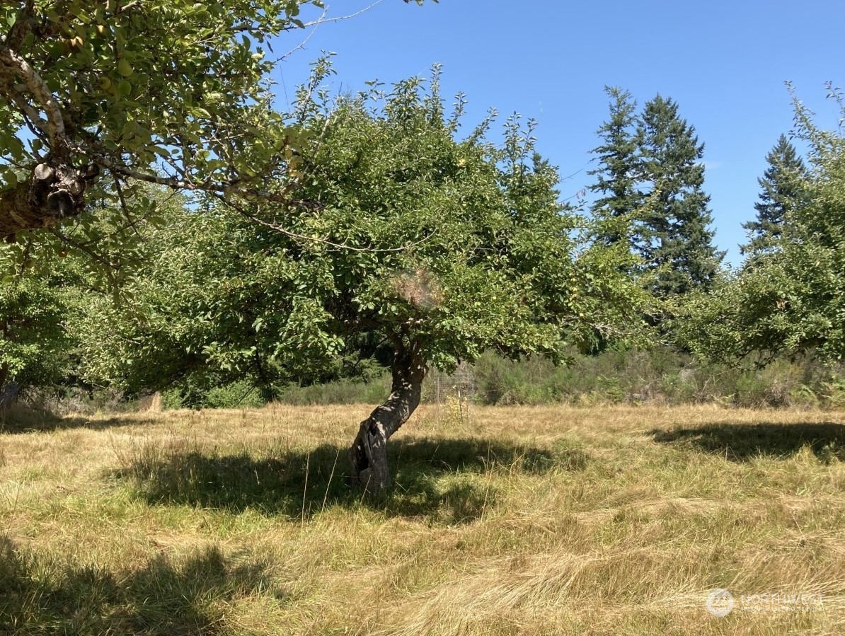 0 Borgeson Road Quilcene, WA 98376 - Photo 14 of 16 Gallery Image 14