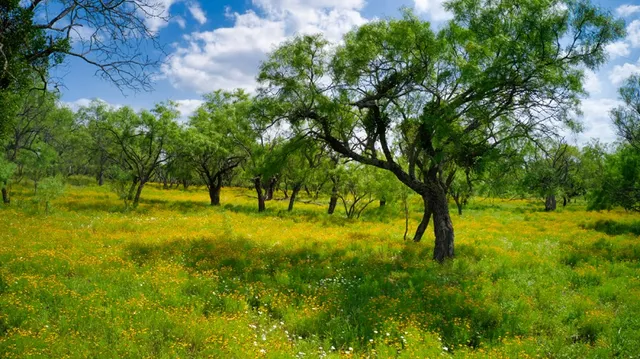a view of yard with green space